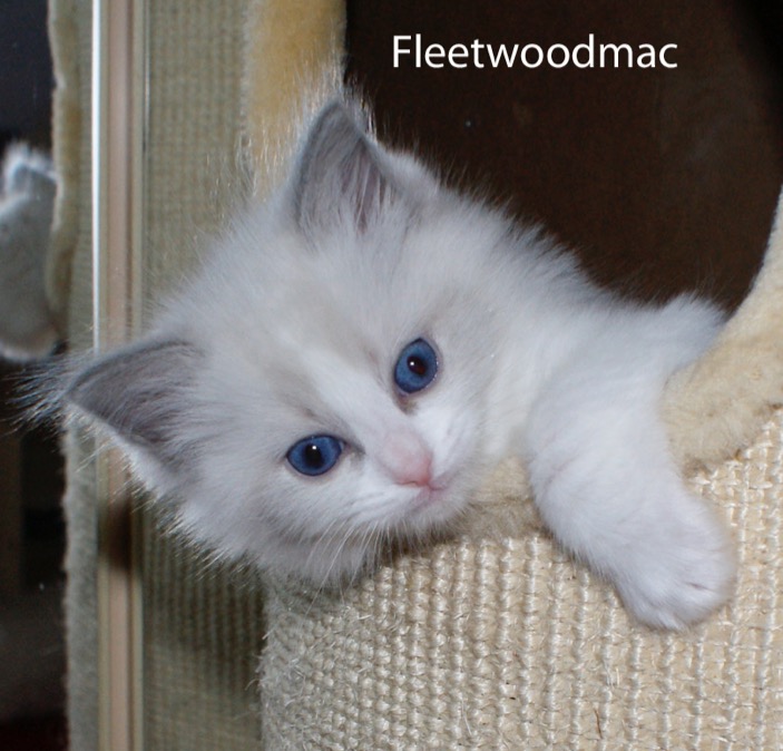 fleetwoodmac