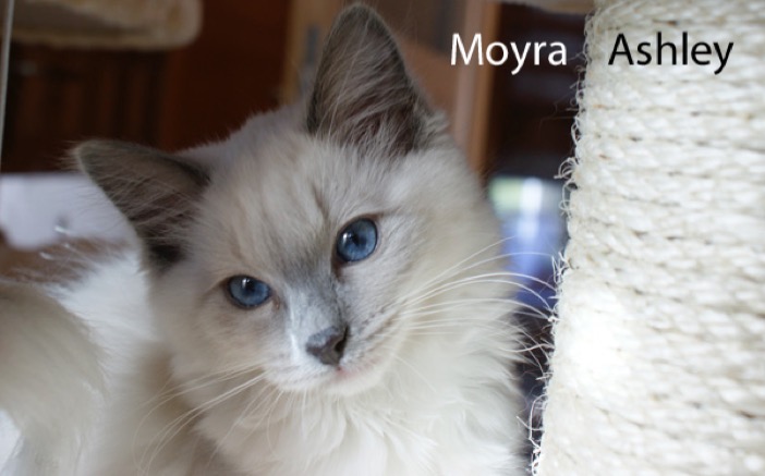 moyra-ashley