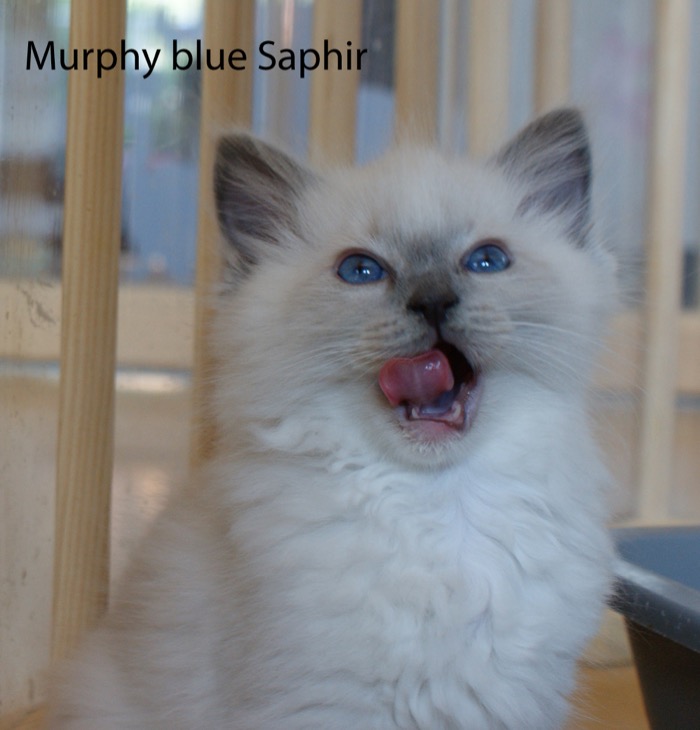 murphy-blue-saphir