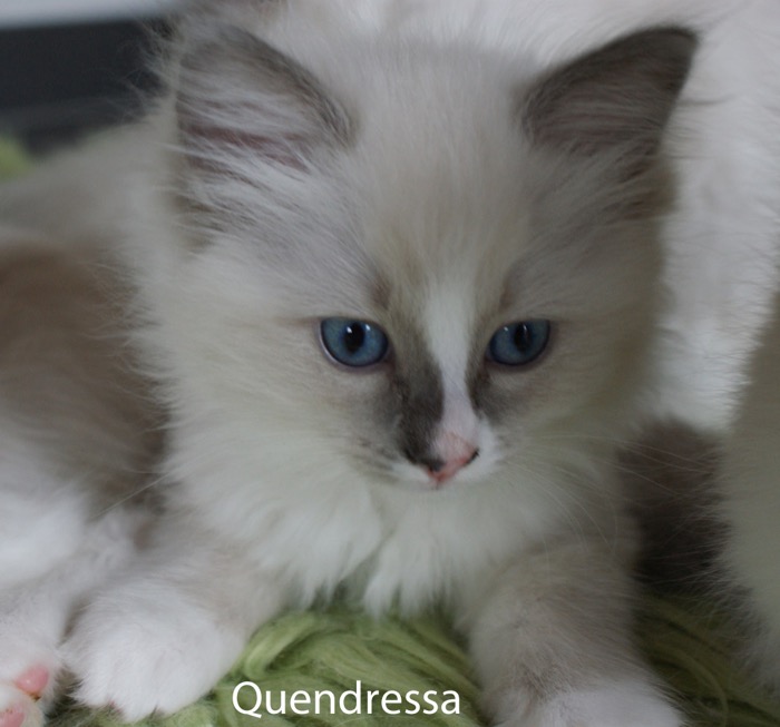 quendressa