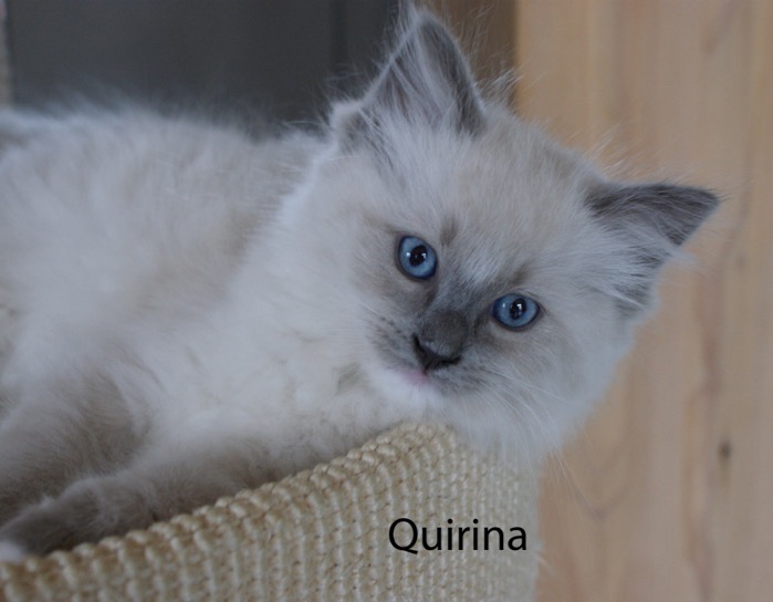 quirina
