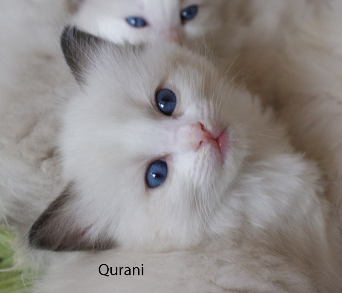 qurani-kopie