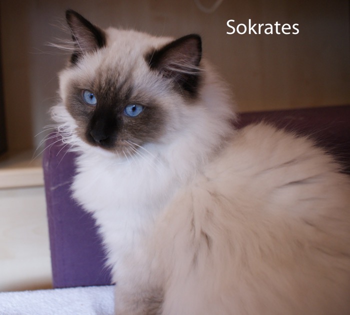 sokrates